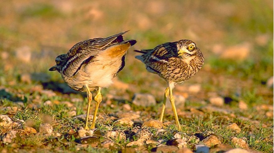 Desaparecen el 77% de las aves agrarias por la agricultura intensiva y los pesticidas