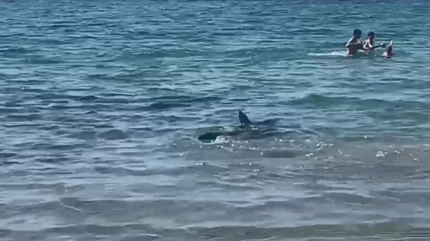 Desalojan una playa de Campoamor por la presencia de un tiburón
