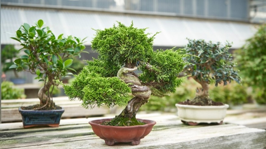 "No es buena idea regalar un bonsai porque cuidar uno de estos árboles es una gran responsabilidad"