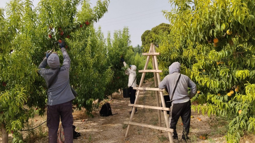 El calor extremo pone a prueba a los trabajadores del campo y encarece la recolección de fruta