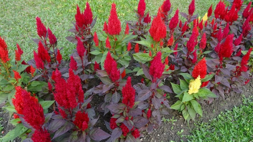 La Magia de las Plantas, con Diego Rivera