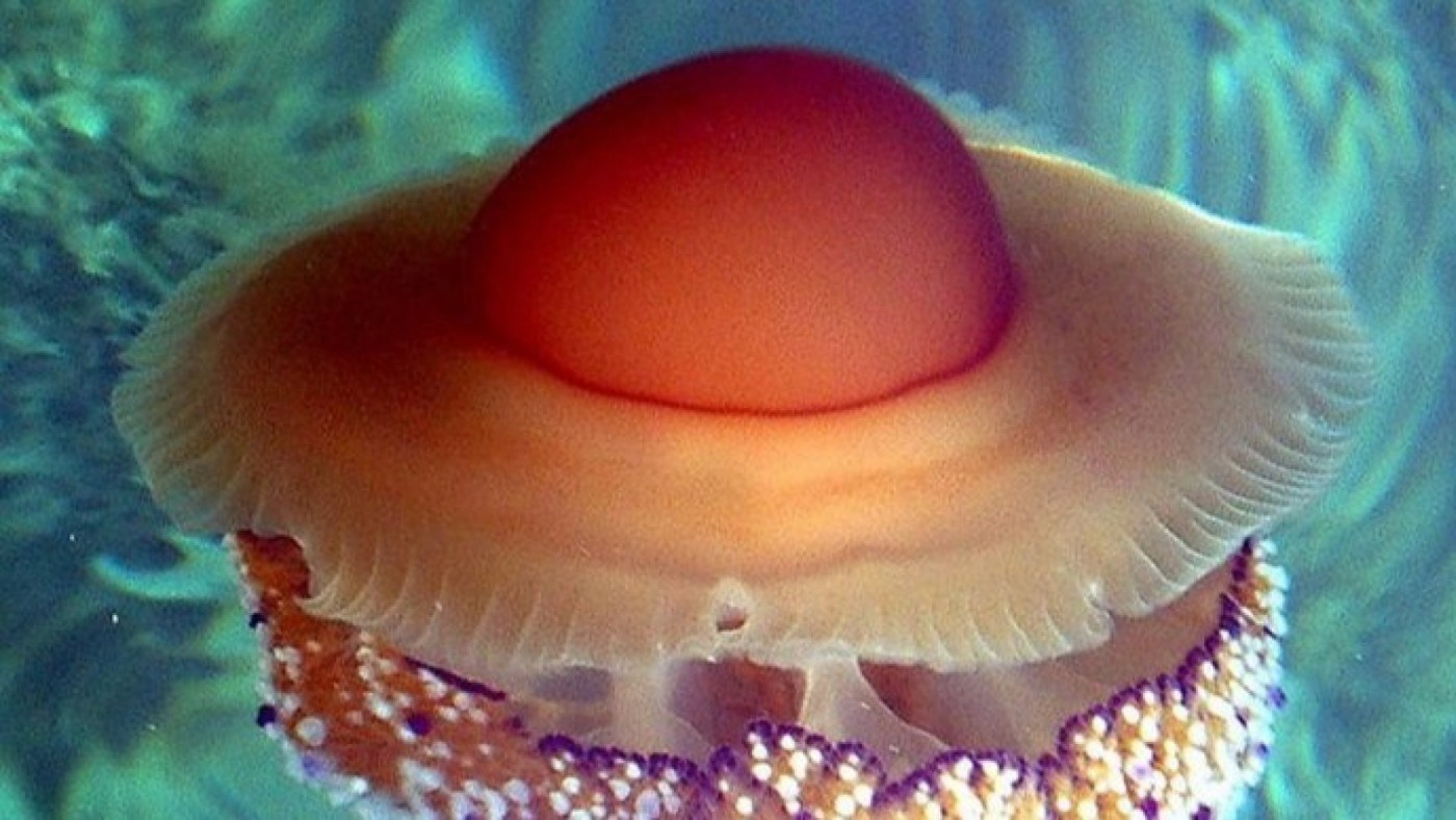 El aumento de la temperatura del agua en el Mar Menor preludia una nueva eclosión de medusas