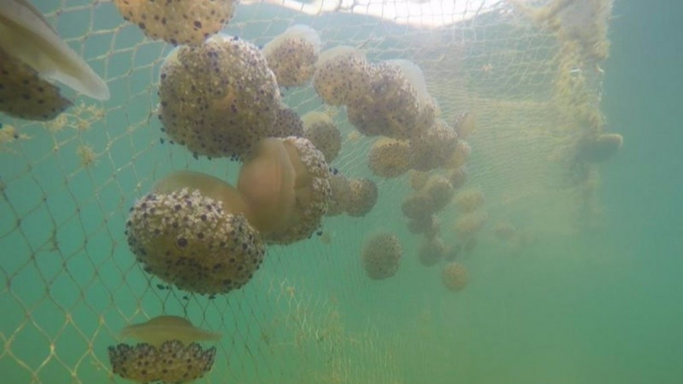 Las redes antimedusas no se instalarán en el Mar Menor hasta que crezca su población 