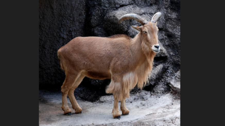 La Federación de Caza defiende que el arruí "es una especie exótica, no invasora", en Sierra Espuña