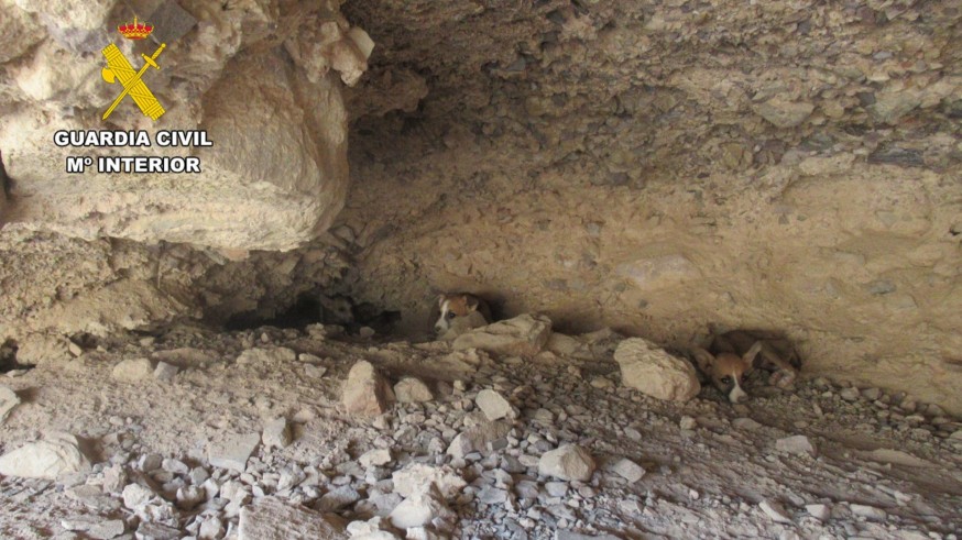La Guardia Civil rescata varios cachorros de galgo en una gruta de Santomera