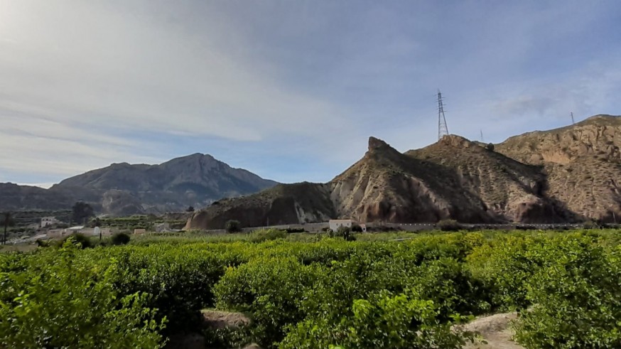 El sector del limón recupera la producción de años anteriores