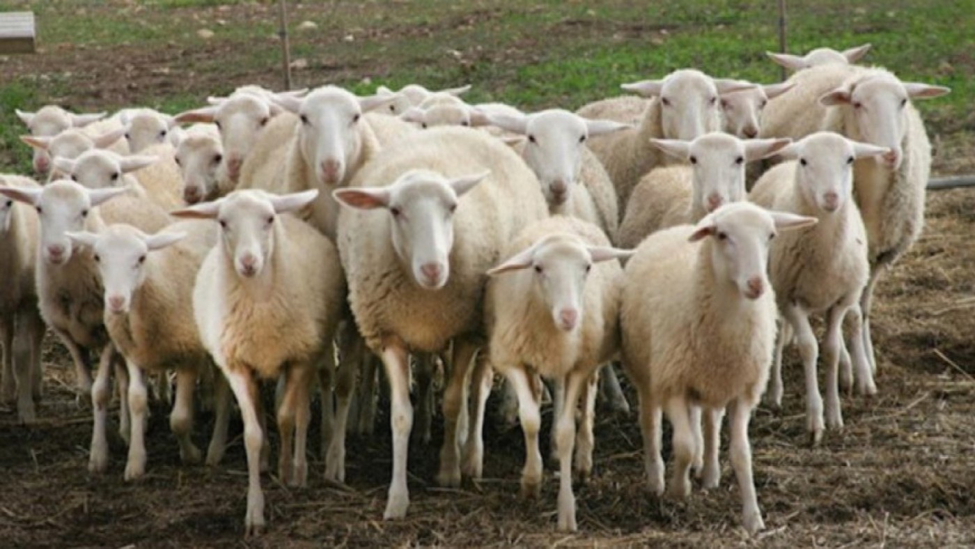 Rebaño de ovejas en una imagen de archivo de Europa Press