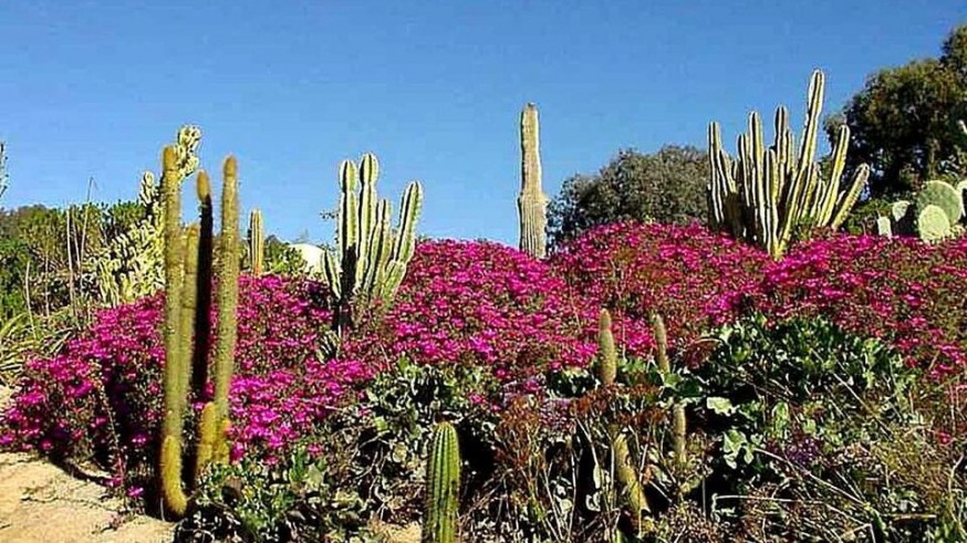 La Magia de las Plantas, con Diego Rivera: Plantas que sobreviven al fuego y calor extremo