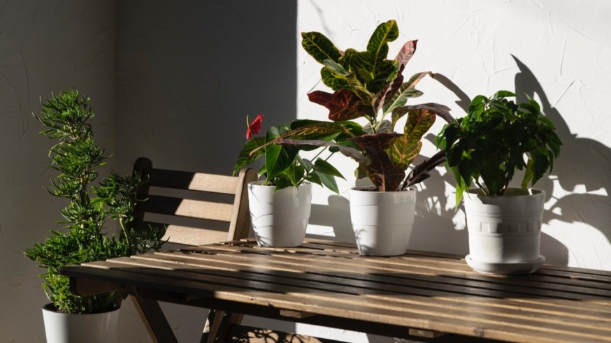 La magia de las plantas. Balcones y terrazas.