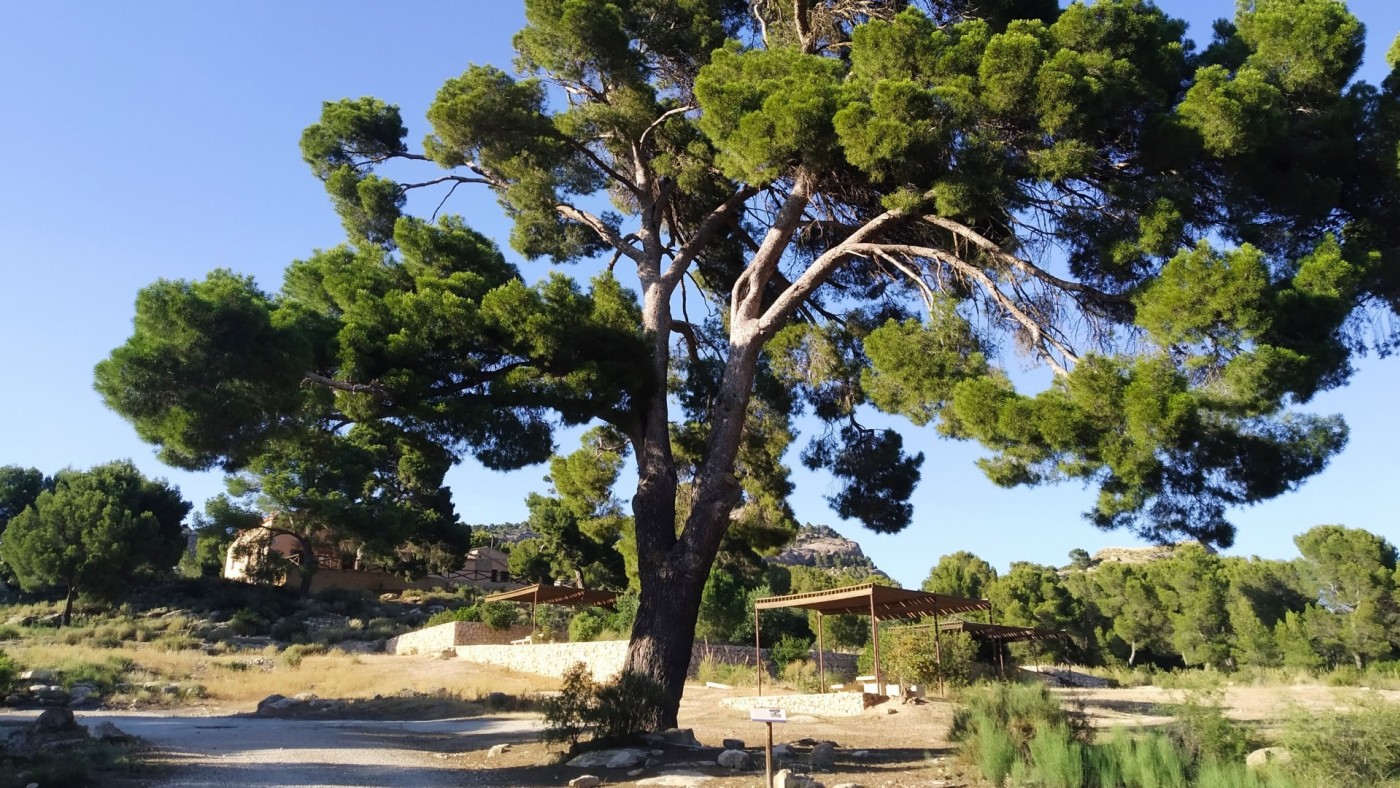Mejoran la conservación en siete árboles monumentales