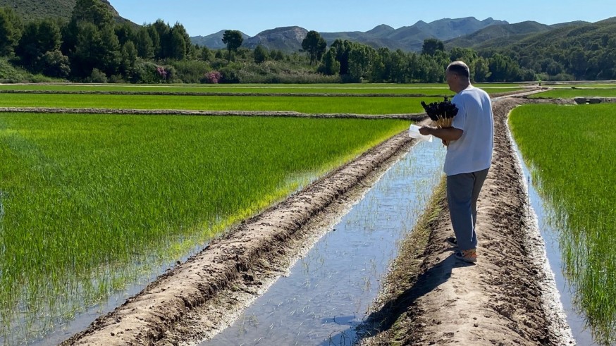 La lucha contra la principal plaga del arroz de Calasparra se extenderá al 100% de las parcelas de cultivo