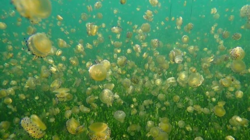 Mar Menor. Ramón Pagán: 'Las medusas no impiden el baño' 