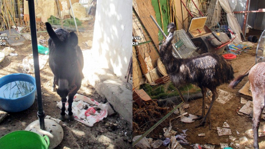 Desmantelan un núcleo zoológico clandestino en Lorca con animales en condiciones deplorables
