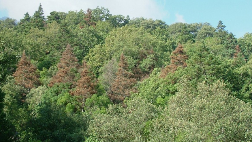 Cientos de miles de árboles de las sierras regionales están afectados por la sequía