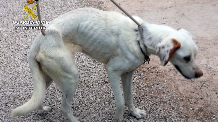 VIDEO | Investigan a los propietarios de un perro por maltrato animal en Alguazas 