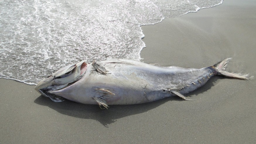 Uno de los atunes arrastrados por el temporal a la costa
