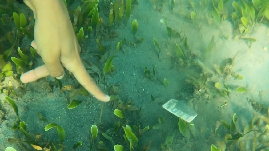 Medio Ambiente balizará las zonas de nacras en el Mar Menor para evitar su expolio