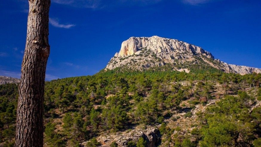 Los bosques mediterráneos pierden capacidad de absorber CO2