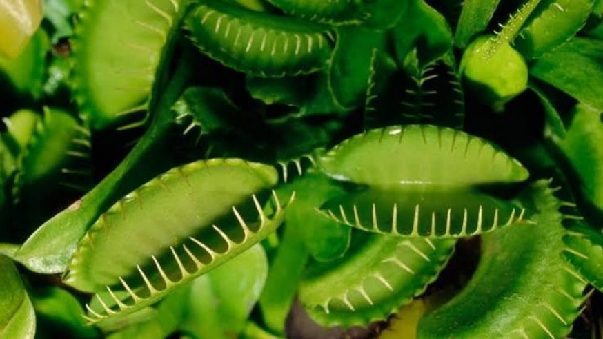 La Magia de las Plantas: las plantas carnívoras