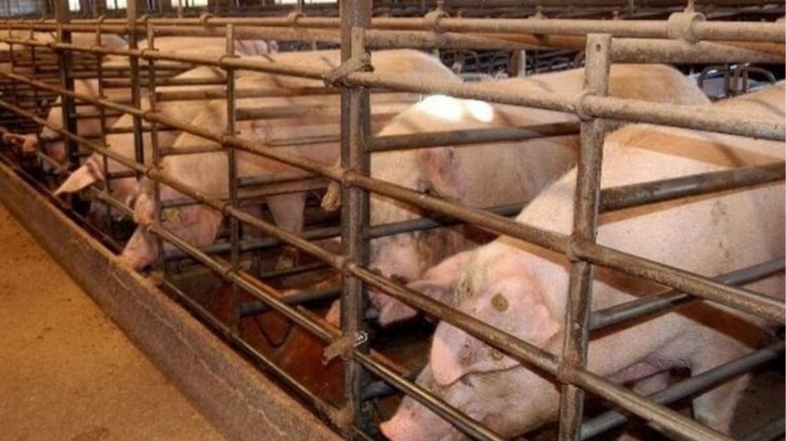 La Región de Murcia no prevé cambiar la legislación para limitar las explotaciones intensivas de ganado
