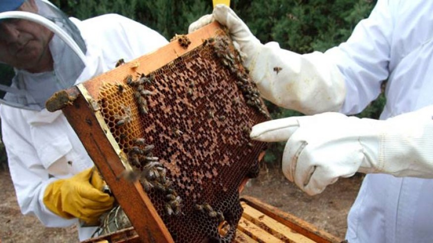 Dos apicultores ante un enjambre de abejas. EP