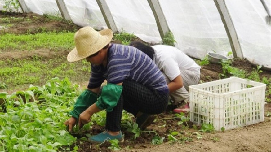 Empleados agrícolas