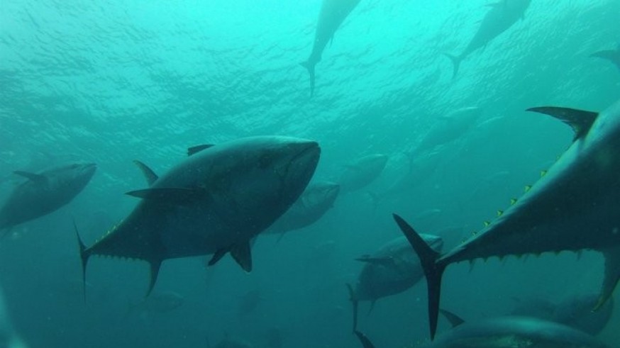 La almadraba de La Azohía solicita aumentar la cuota de atún a los 20.000 kilos anuales