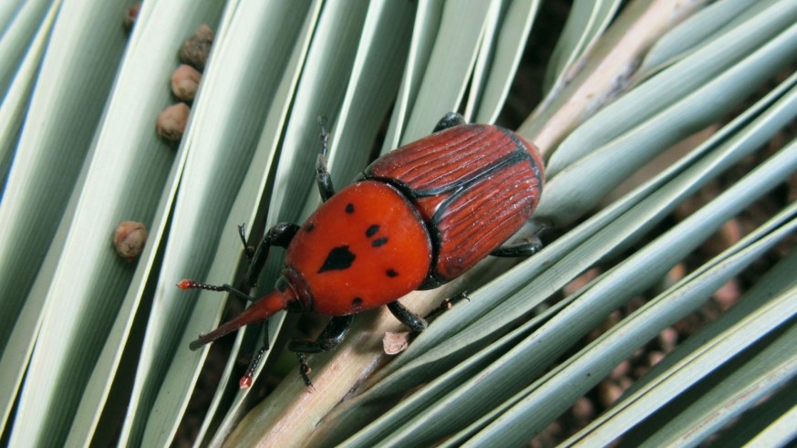 La Magia de las Plantas, con Diego Rivera
