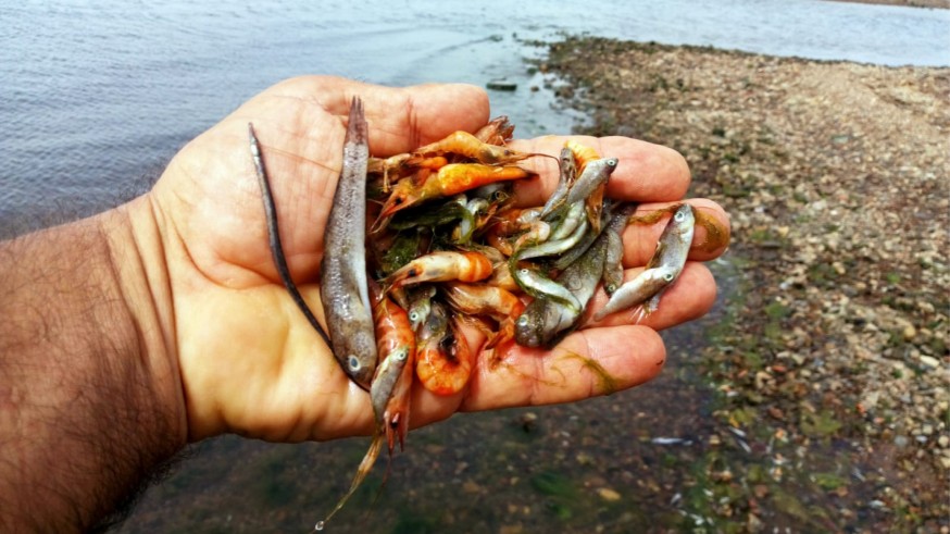 El Comité Científico del Mar Menor descarta la anoxia porque sólo ha afectado a peces pequeños