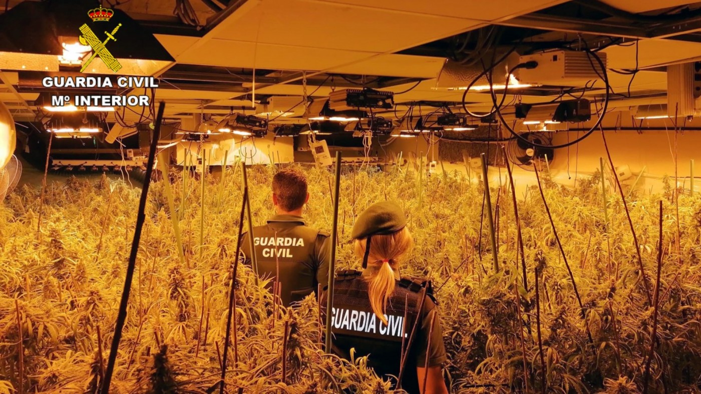 VIDEO | Desmantelan un invernadero con 660 plantas de marihuana en un chalet de San Javier