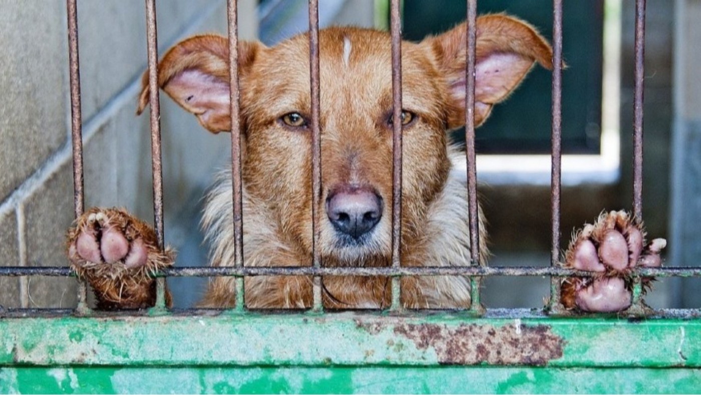 La llegada masiva de mascotas y falta de recursos complican el trabajo de las protectoras