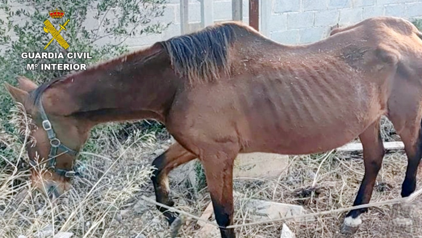 La Guardia Civil investiga a tres personas por delitos de maltrato y abandono animal en Cartagena 