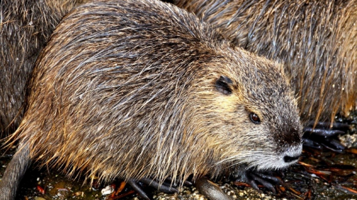 190 especias invasoras ponen en peligro la biodiversidad de los ecosistemas regionales