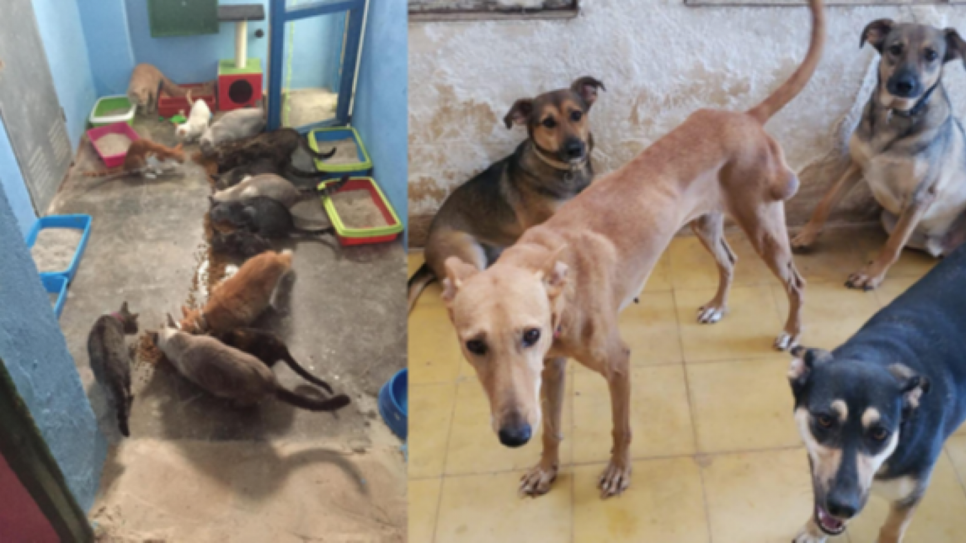 La pandemia ha reducido el número de perros abandonados y ha aumentado el de adopciones 