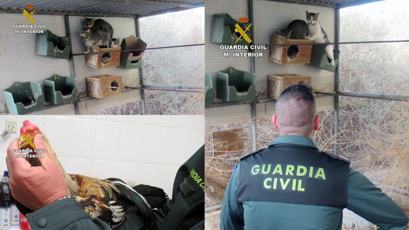 Dos investigados por delitos de abandono y maltrato animal