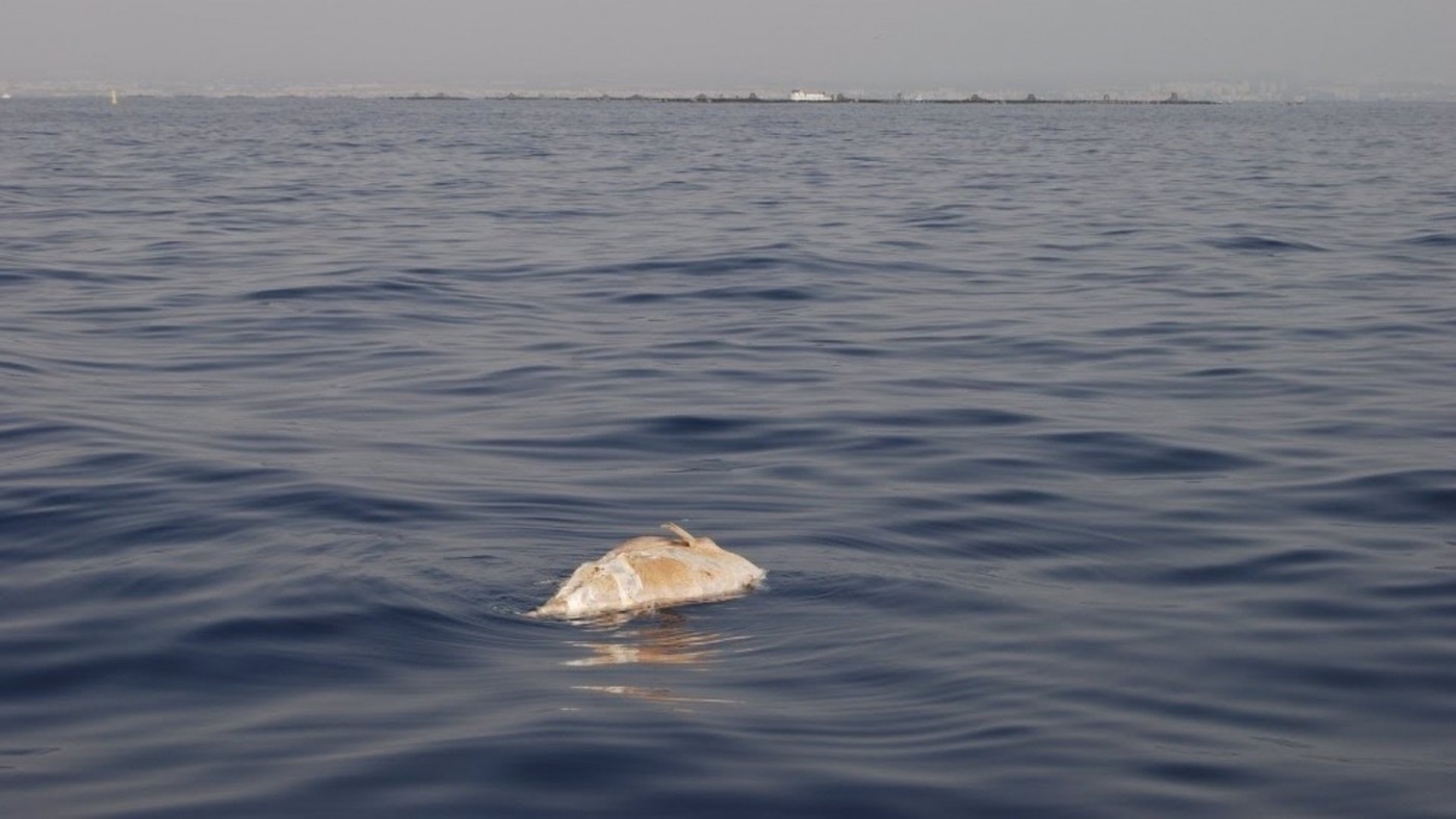 WWF y ANSE exigen que se investiguen las causas de la mortalidad de atunes en las costas murcianas