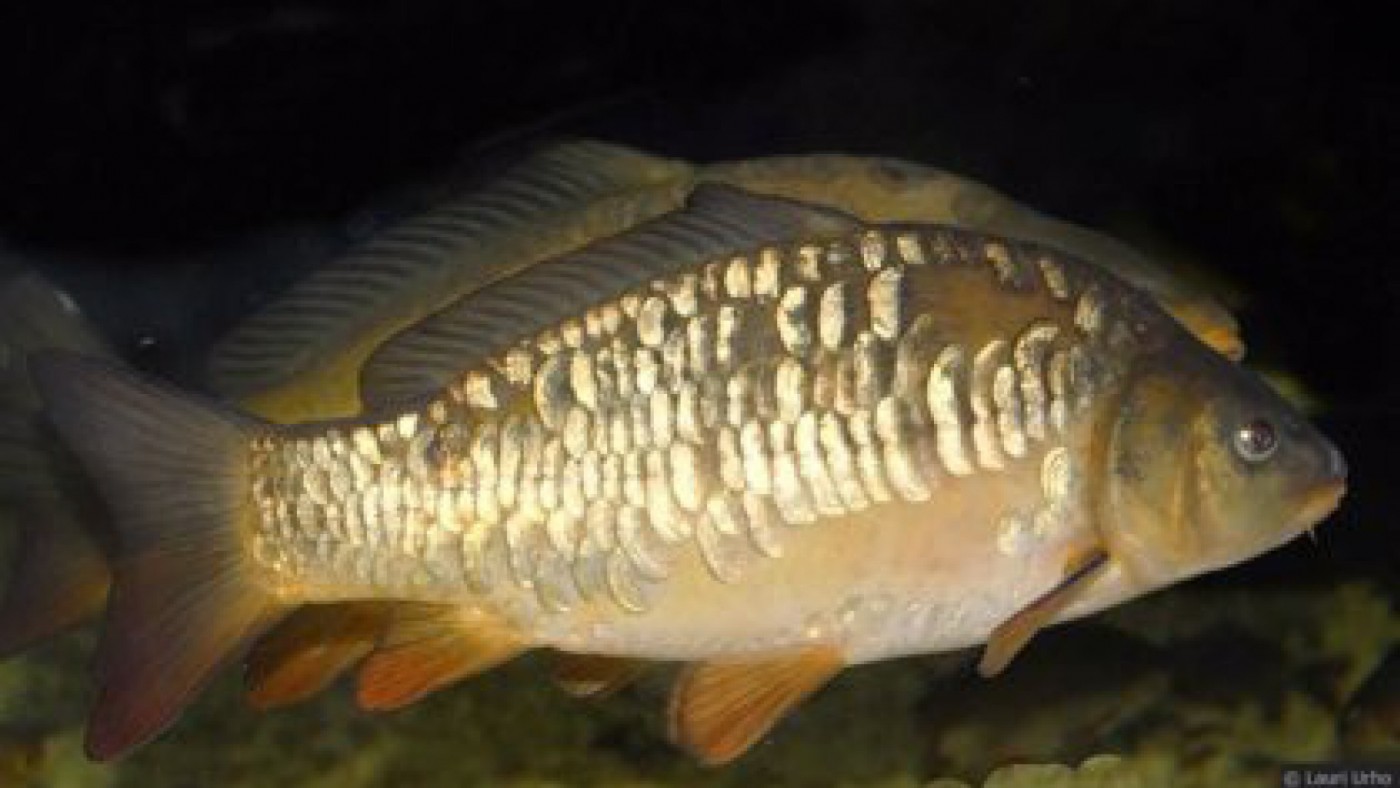 Imagen de una carpa