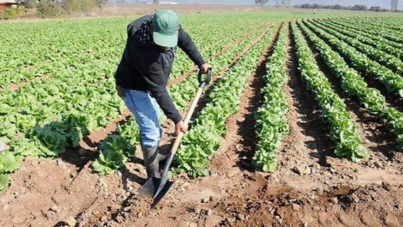 Un trabajador agrícola. Foto: Europa Press