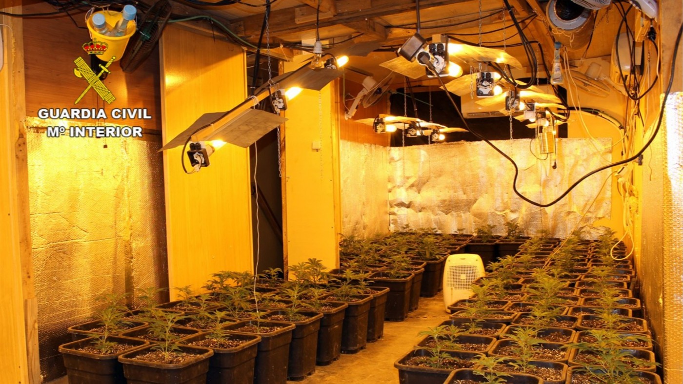Desmantelados dos invernaderos clandestinos de marihuana en Murcia