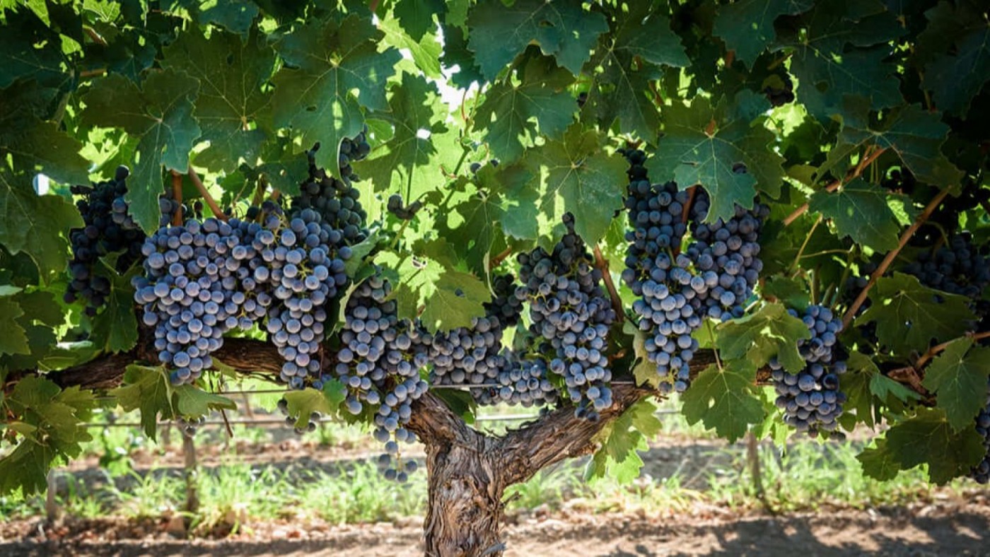 El granizo afecta a una superficie de 5.000 hectáreas de viñedo de la DO Jumilla