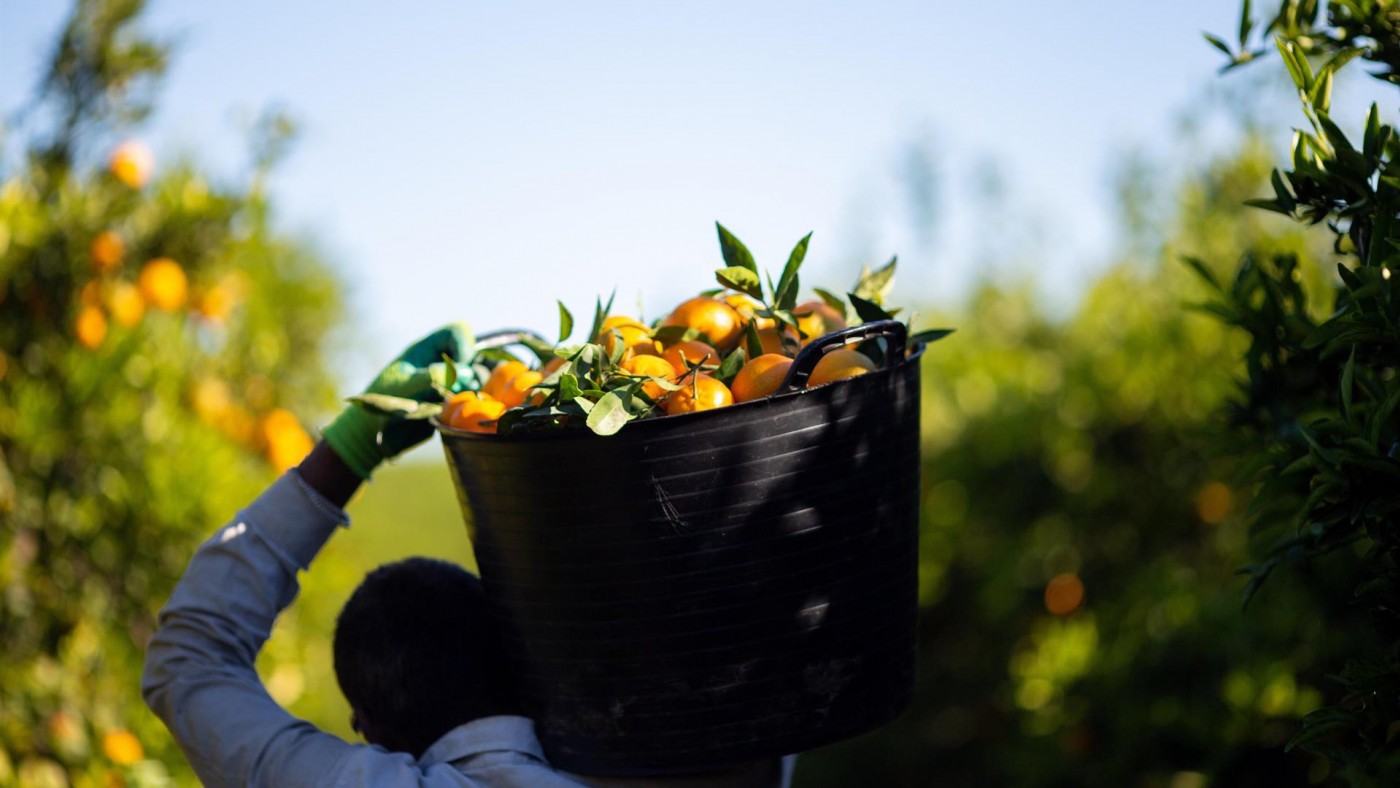 Cultivos de mandarina