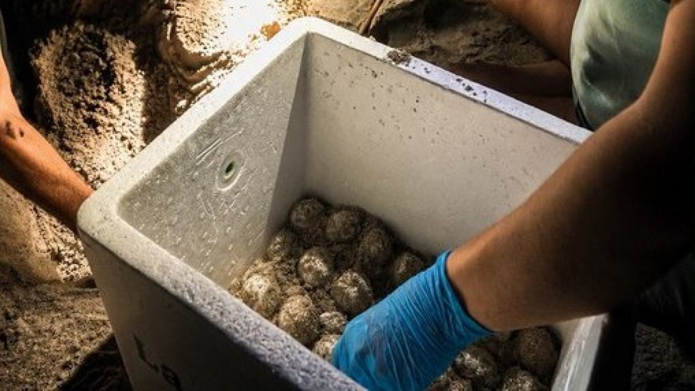 La Manga acoge la primera puesta de tortuga boba del año con 75 huevos 