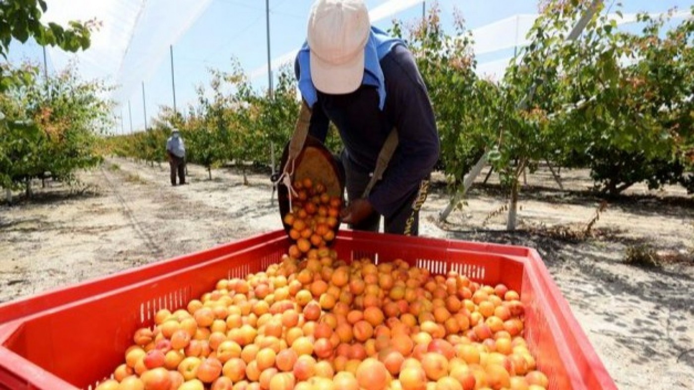 Los productores de fruta de hueso ven con buenos ojos que la cuenca del Segura pueda abandonar la situación de sequía 