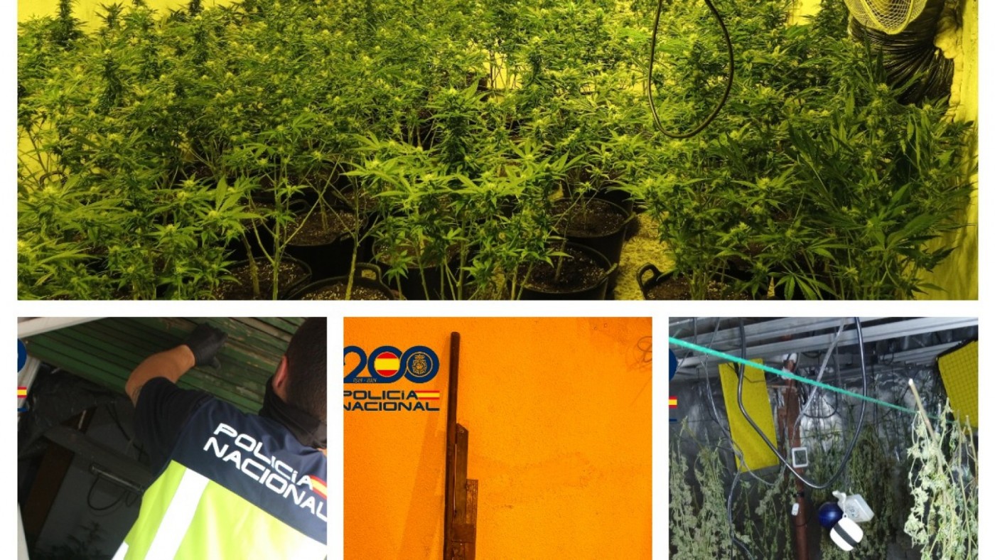 Desmantelan tres plantaciones indoor de marihuana