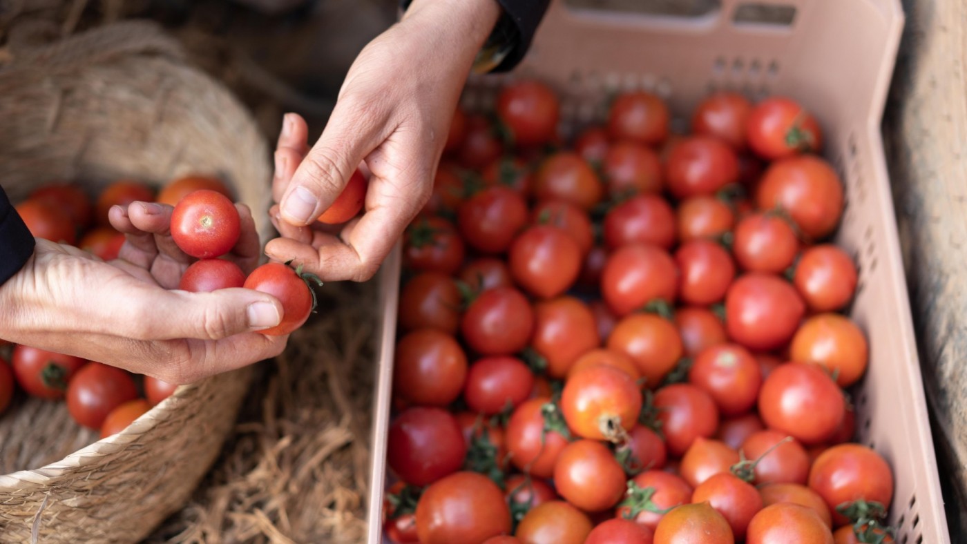 Pérdidas de hasta el 70% de la cosecha de tomate por el calor