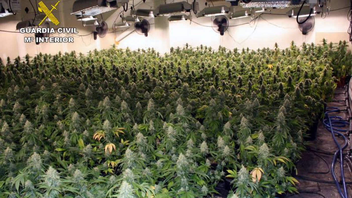 Plantas de marihuana en el búnker desmantelado