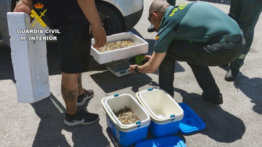 Incautados en el maletero de un coche 21 kilos de langostinos vivos