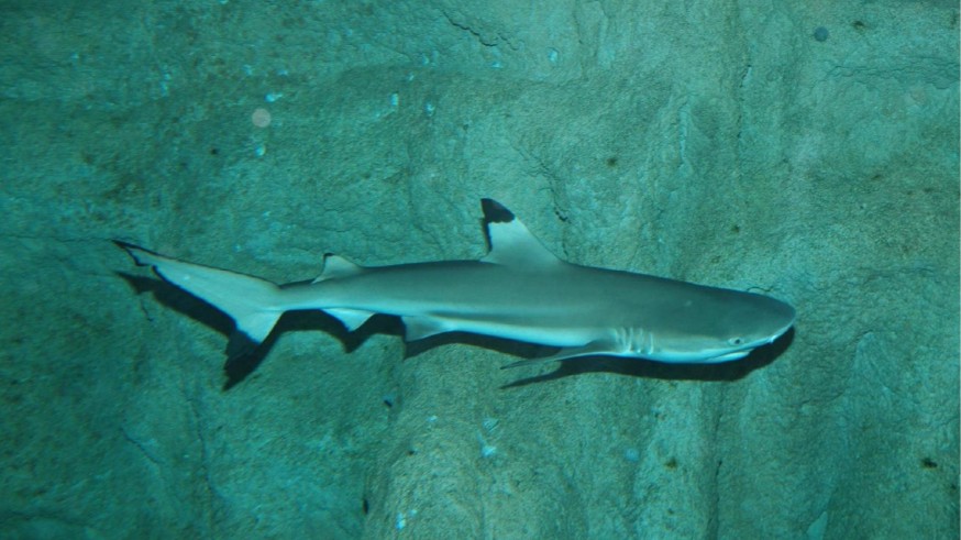 Imagen de un tiburón. Universidad de Murcia.