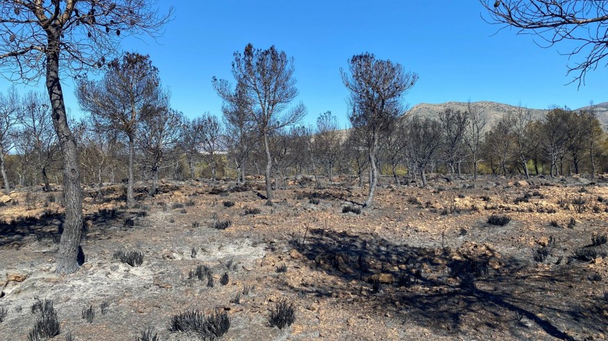 Los bomberos forestales de la Región denuncian la precariedad del servicio tras el incendio en Sierra Espuña.