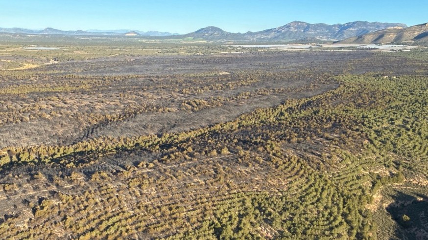 La restauración de la zona quemada en El Llano de las Cabras, después del verano